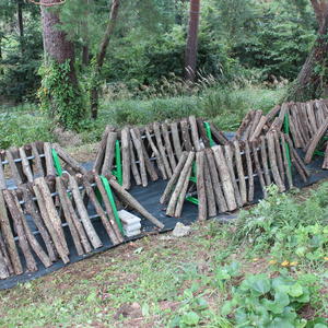 写真:原木シイタケ ほだ場を整地しました。