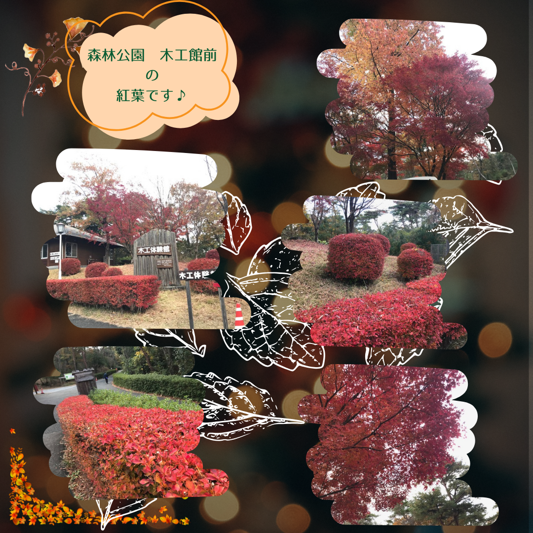 本日の森林公園内の紅葉情報です。