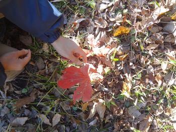 写真:森のムッレ教室④ たくさん色を集めよう