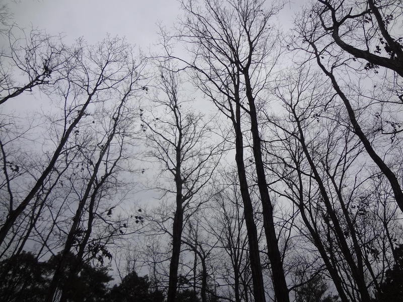 写真：ネイチャー⑥ 冬の森を楽しもう