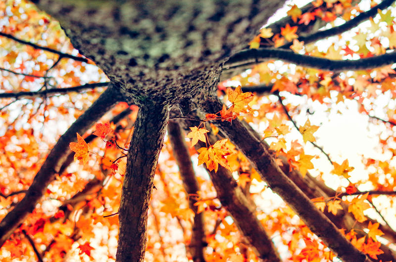 写真：あつまる企画！ マミたん&ニーチャの四季の森お楽しみツアー（10月）