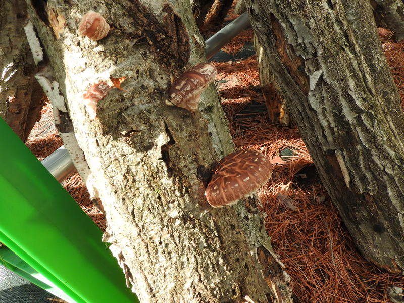 写真：椎茸菌打ち体験と北遠産椎茸釜めしランチ